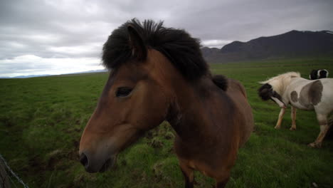 icelandic horse in scenic nature of iceland.