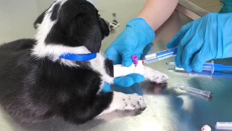 puppy receiving a medical injection