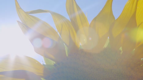 bright flowers of sunflowers with yellow petals green stems leaves.