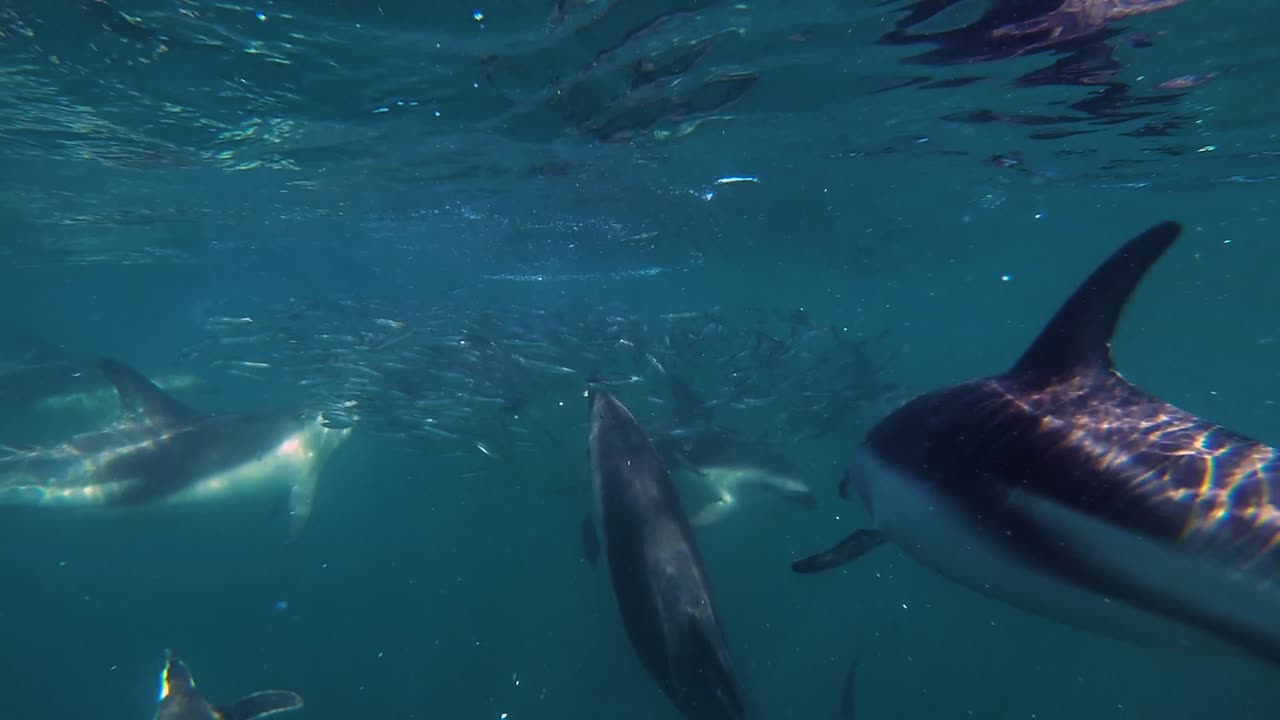 delfines y pingüinos alimentándose juntos, toma submarina
