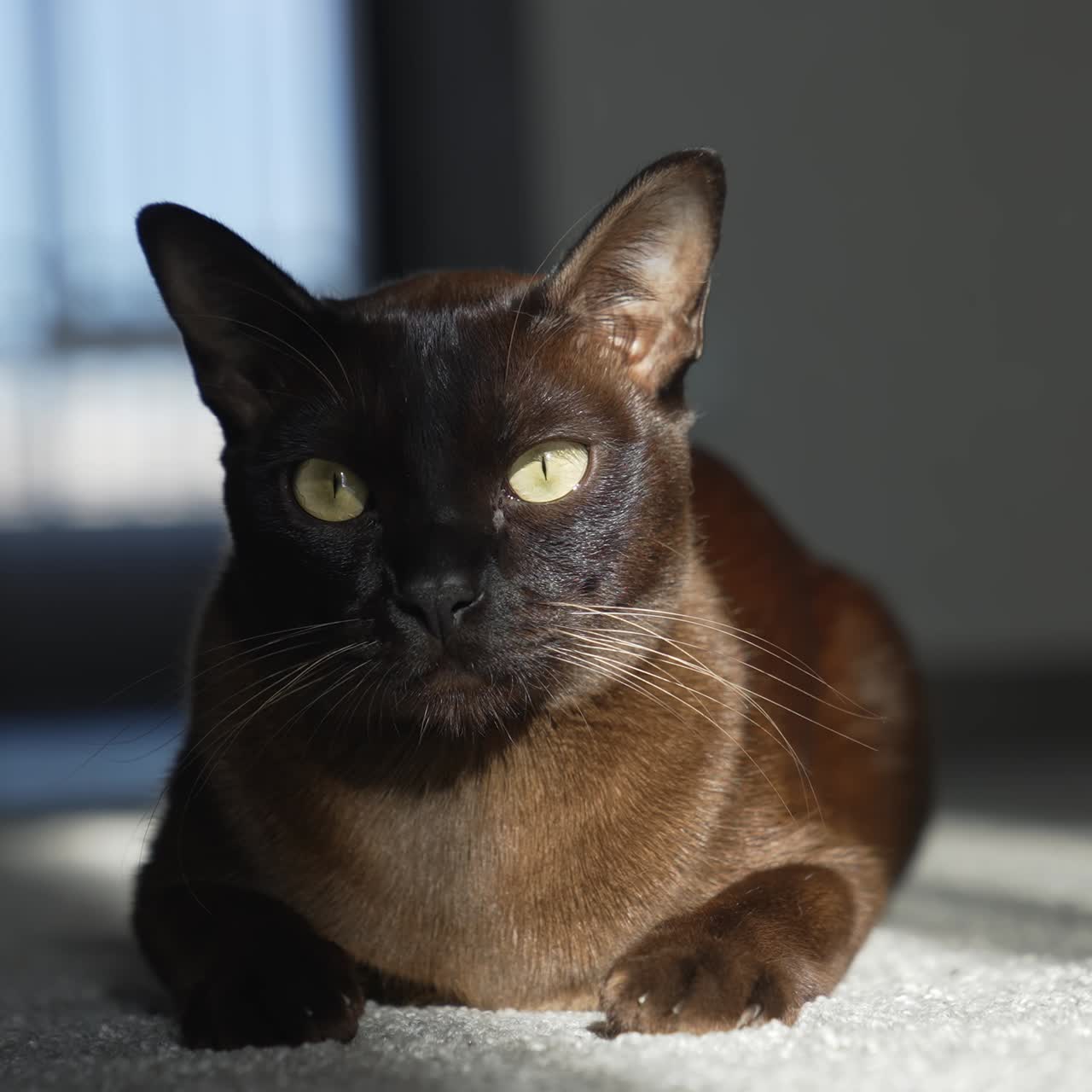 Gatto nero sdraiato a terra in casa. Simpatica gattina al sole