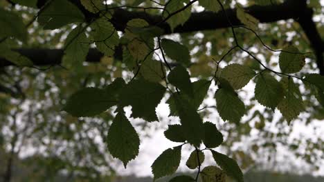 Leaves-turning-yellow-on-tree-branch-medium-tilting-shot