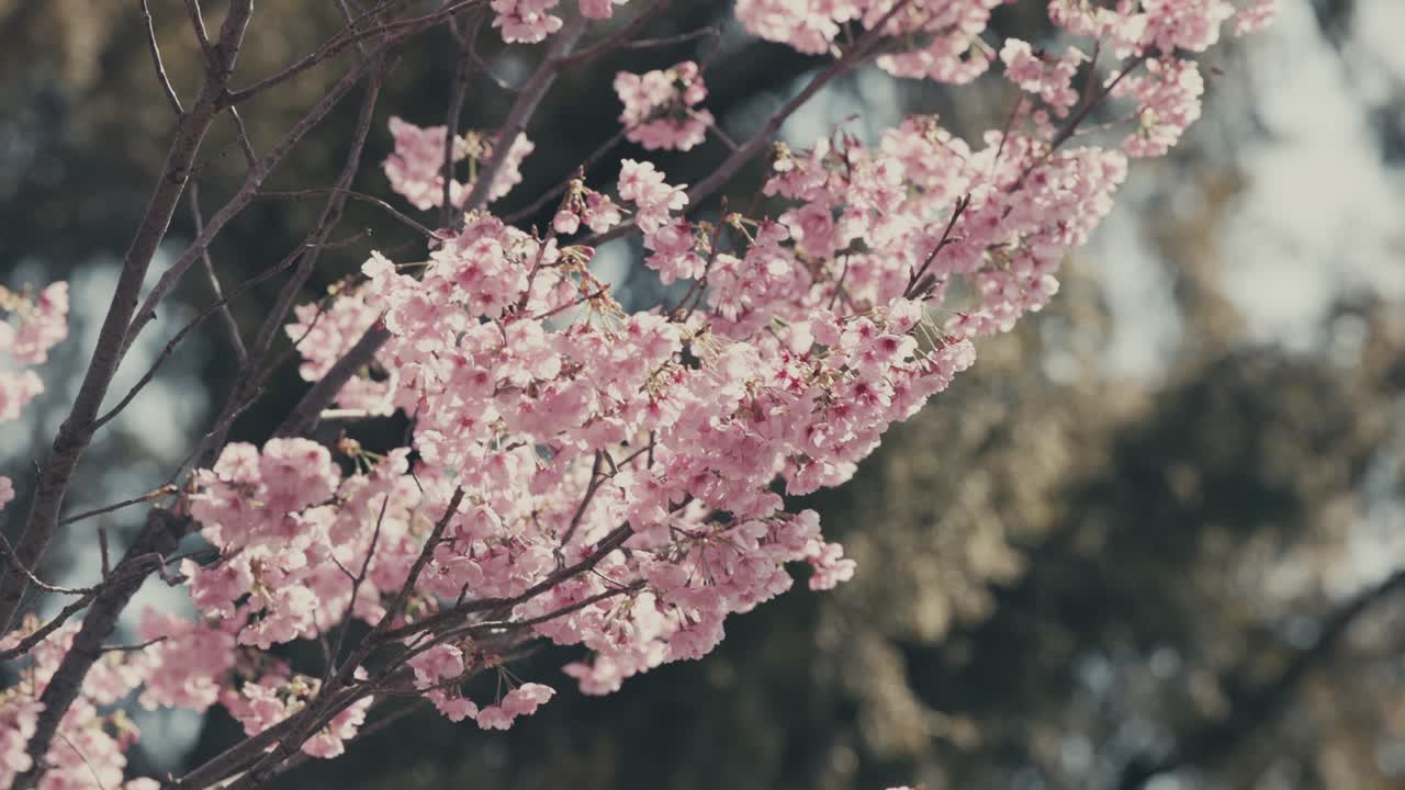 Fiori rosa di ciliegio in fiore nel parco durante la primavera a Tokyo, Giappone