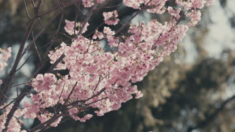 Pink-Flowers-of-Cherry-Blossoms-In-The-Park-During-Spring-In-Tokyo,-Japan