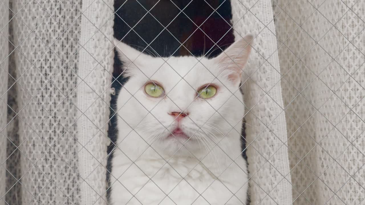 A close-up shot of a white cat with yellow eyes looking out a window behind a mesh curtain