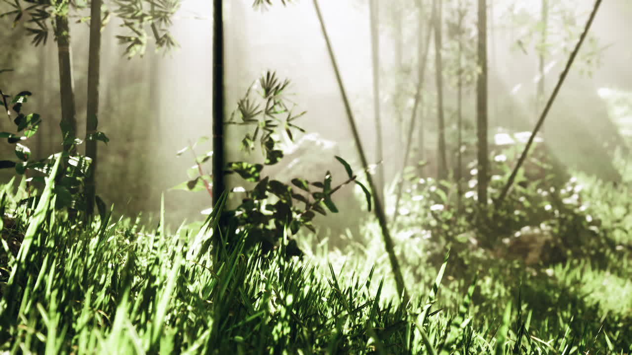 안개가 가득한 대나무 숲의 해가 뜨는