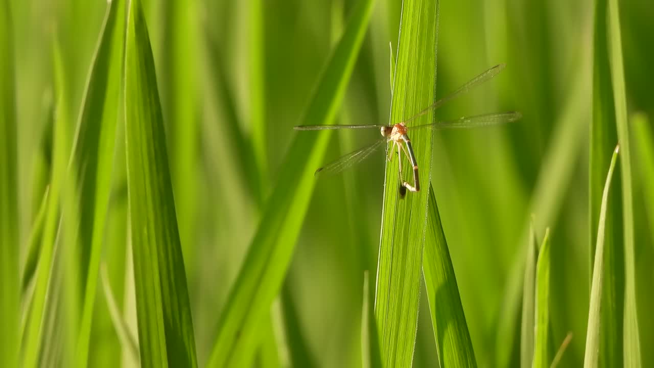 libélula - hoja verde - relajante