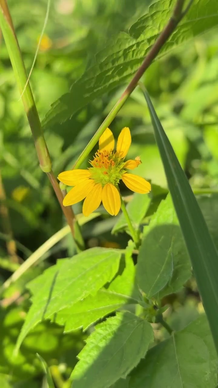 Single Yellow Wildflower Blooming in a Lush Green Meadow
