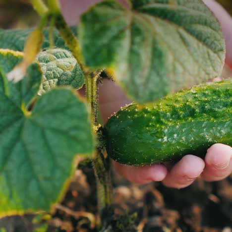 una mano pequeña sostiene pepino maduro