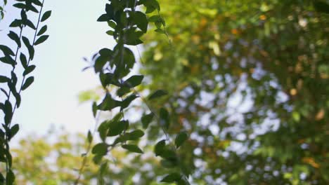 moving past trailing vines