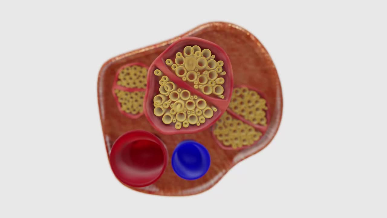 Visualization video of Nerve Anatomy in 4K