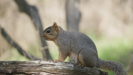 a cute fox squirrel sitting on a a log and looking around - sciurus niger
