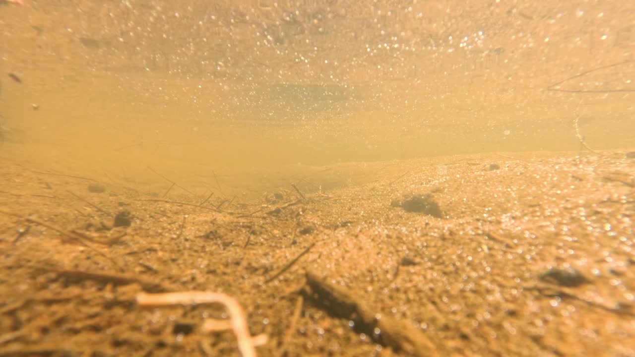 카메라가 고 조용한 연못 물로 내려갑니다.