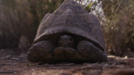 leopard tortoise waking up in morning sun in natre - wide shot of head in shell