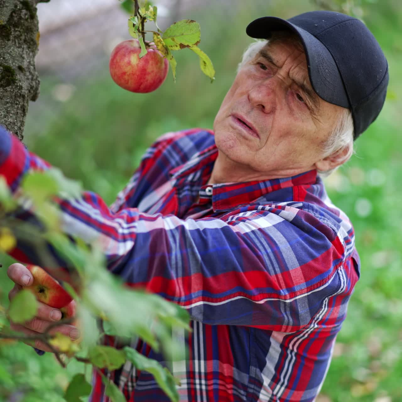 Old farmer in black cap and checkered shirt gathers apples from a tree. Man picks apples and holds them in hands