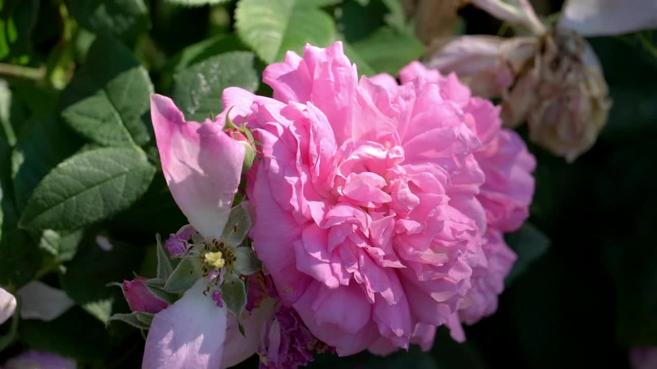 Une fleur rose en pleine floraison dans un magnifique jardin en été en Suède.
