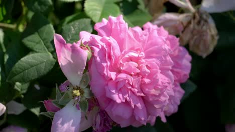 a pink flower in full bloom in a beautiful garden in the summertime in sweden