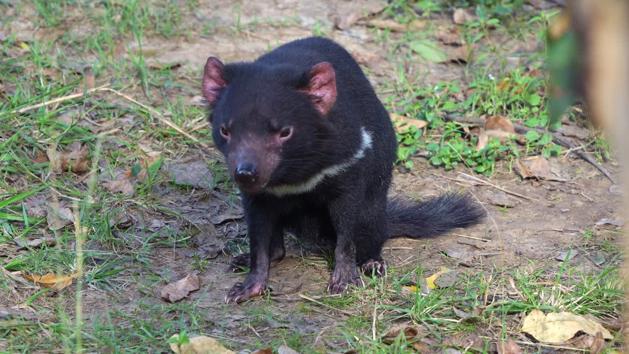 Diavolo della Tasmania seduto sul terreno della foresta, che si aggira nell'ambiente circostante, fissando la telecamera, specie autoctona della fauna australiana