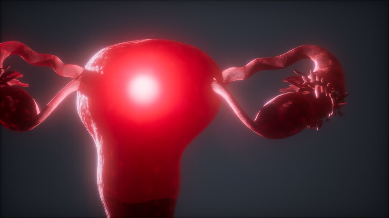 anatomía del sistema reproductivo femenino