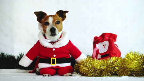 energetic jack russell in santa suit ready for christmas festive season