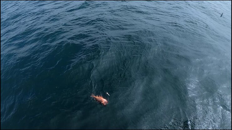 salmon grouper rockfish being pulled up onto the boat