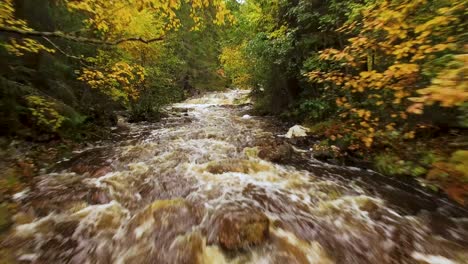 close flight against the current of a mountain river in the golden autumn of norway