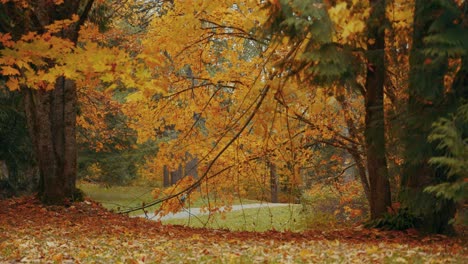 fall-colors-in-a-forest-in-4K,-Vancouver-British-Columbia,-Canada