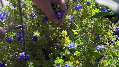 primer plano, jardinero, mano, recortar, flor azul, cepillo, primer plano, tiro