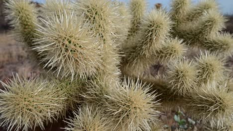 saltando cholla cactus en el valle de phoenix