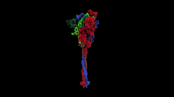 Ciclo di rotazione della proteina Spike SARS-CoV-2