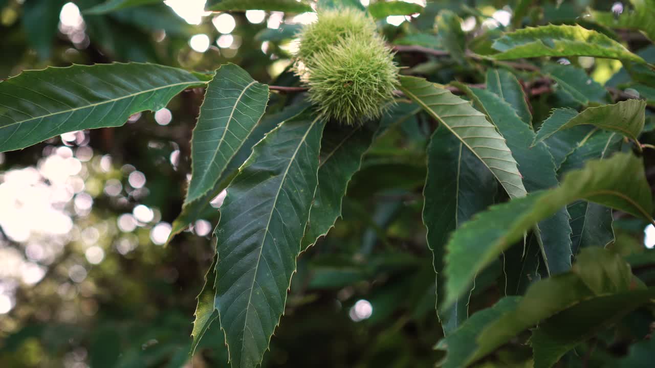 Thorny fruits of horse chestnut on a branch with green leaves in the sun