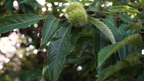 thorny fruits of horse chestnut on a branch with green leaves in the sun