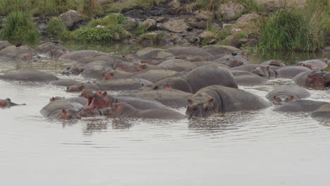 Teil-Einer-Großen-Flusspferdherde,-Die-Im-Ngorongoro-Krater-In-Tansania-Lebt