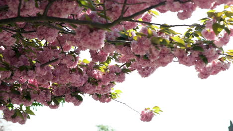 cámara lenta de una flor de cerezo que acaba de florecer durante la primavera, brisa de viento a través de los pétalos rosas