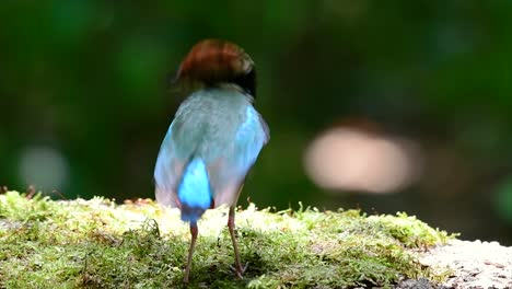 Uno-De-Los-Pittas-Más-Buscados-Y-Catalogado-Como-Una-Especie-Vulnerable