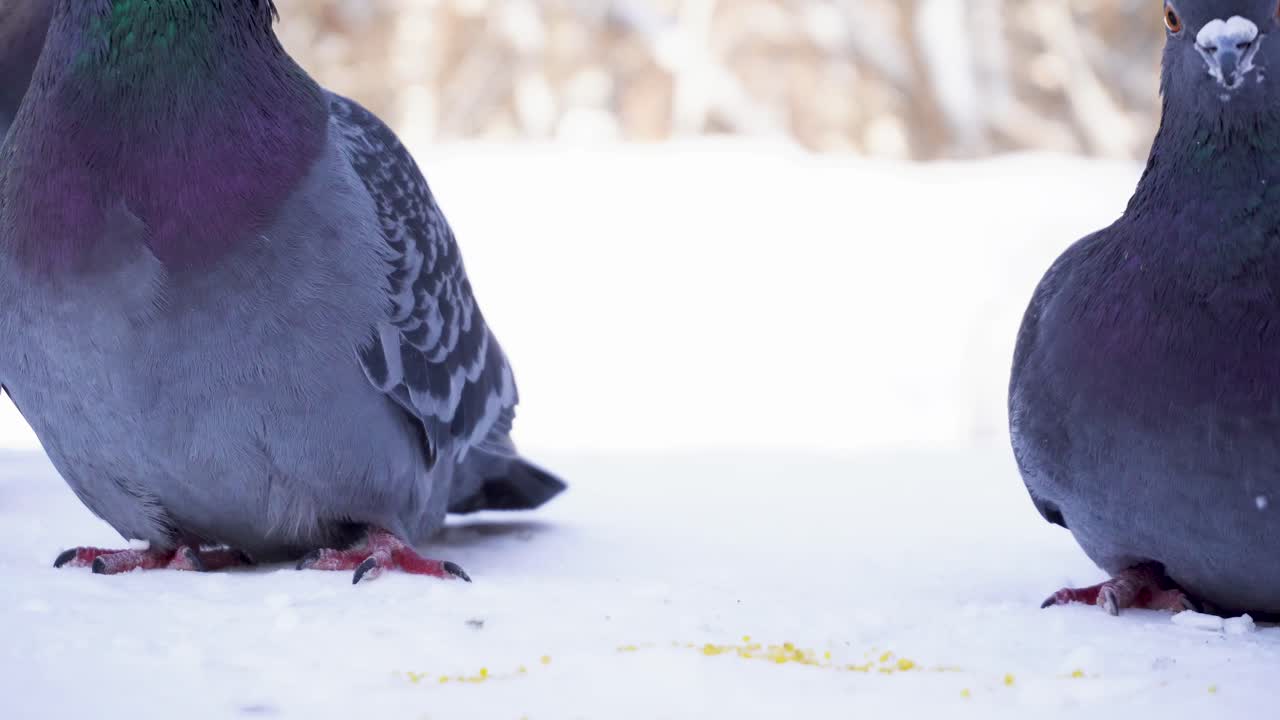 눈 속에서 먹이를 먹는 비둘기