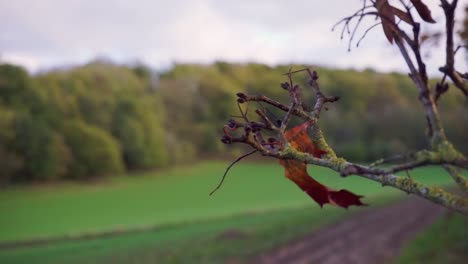 La-última-Hoja-De-Otoño-Colgando-Del-árbol