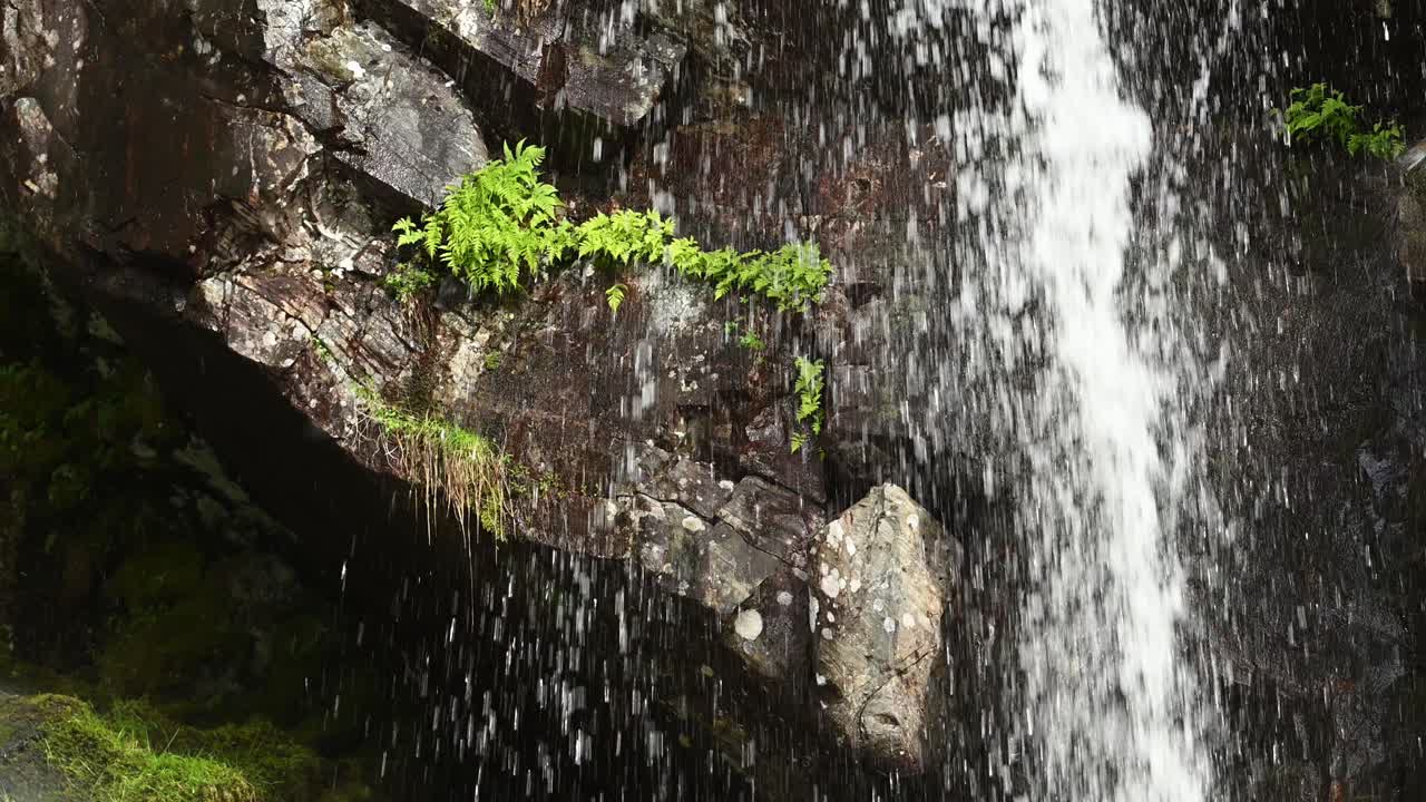 Slow motion clip of white throated dipper flying into hidden nest near waterfall on sunny spring day. Nest is tucked beneath green foliage on rock wall