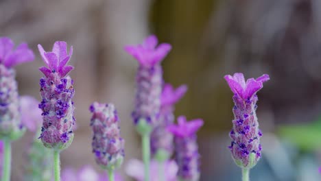 Close-up-of-French-lavender,-Lavandula-stoechas,-growing-in-a-herb-nursery-with-shallow-depth-of-field