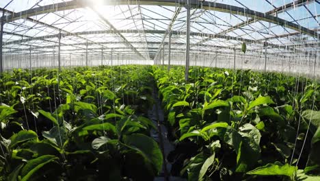 Row-of-green-plants-in-greenhouse-4k