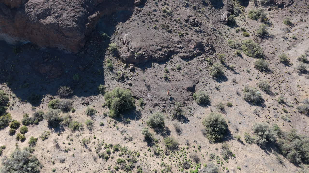 Guanaco llama running in open space cinematic panoramic slow motion drone aerial view