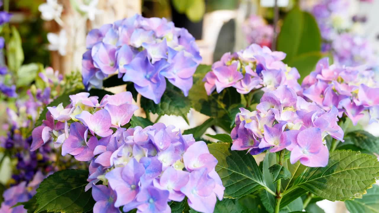 hermosas flores en la tienda 4k