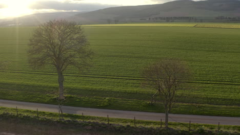 una vista aérea que viaja hacia atrás entre árboles y luego sobre un campo de narcisos amarillos cuando el sol de primavera comienza a ponerse, aberdeenshire, escocia
