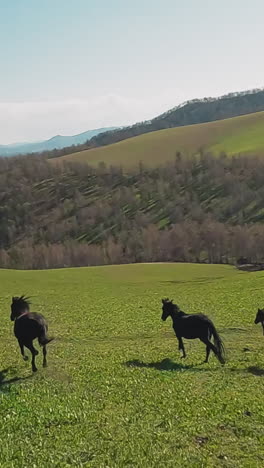 wild dark horses with fleet legged colts gallop along hilly valley with bare wood aerial view. purebred equal animals live in natural area slow motion