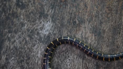 serpiente cilíndrica roja, cylindrophis ruffus, descansaba sobre un suelo de madera y se enrollaba en una figura de ocho nudos deshaciéndose y saliendo del marco