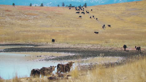 rebaño de ganado caminando por una colina al lado de un embalse, línea de vacas caminando por la colina