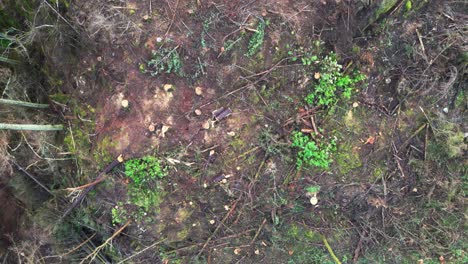 drone view of the aftermath of clear cutting a pine forest