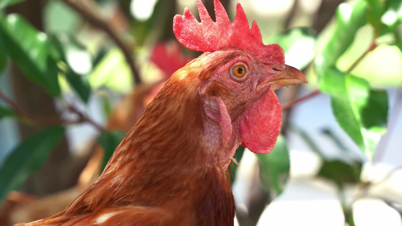primer plano de la cabeza de un gallo de gallina de corral, gallus gallus domesticus en un ambiente al aire libre, preguntándose por su entorno, gire y mire a la cámara a la luz del día
