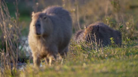 foreground capybara (hydrochoerus hydrochaeris) eating, background capybara resting on grass in iberá national park, argentina. focus shift