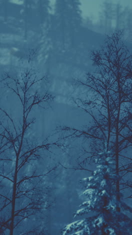 winter forest at night